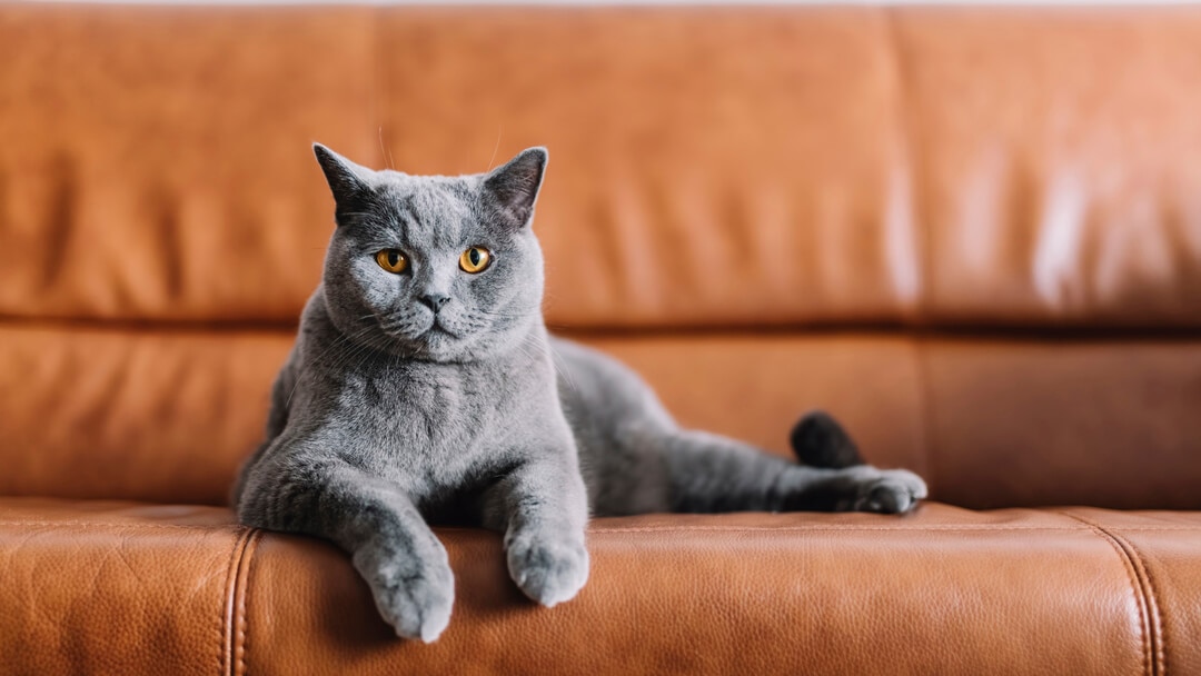 Katzen Das Kratzen An Türen Abgewöhnen